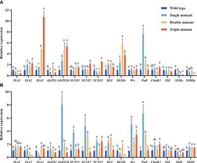 Triple gene mutations boost amylose and resistant starch content in rice: insights from sbe2b/sbe1/OE-Wxa mutants